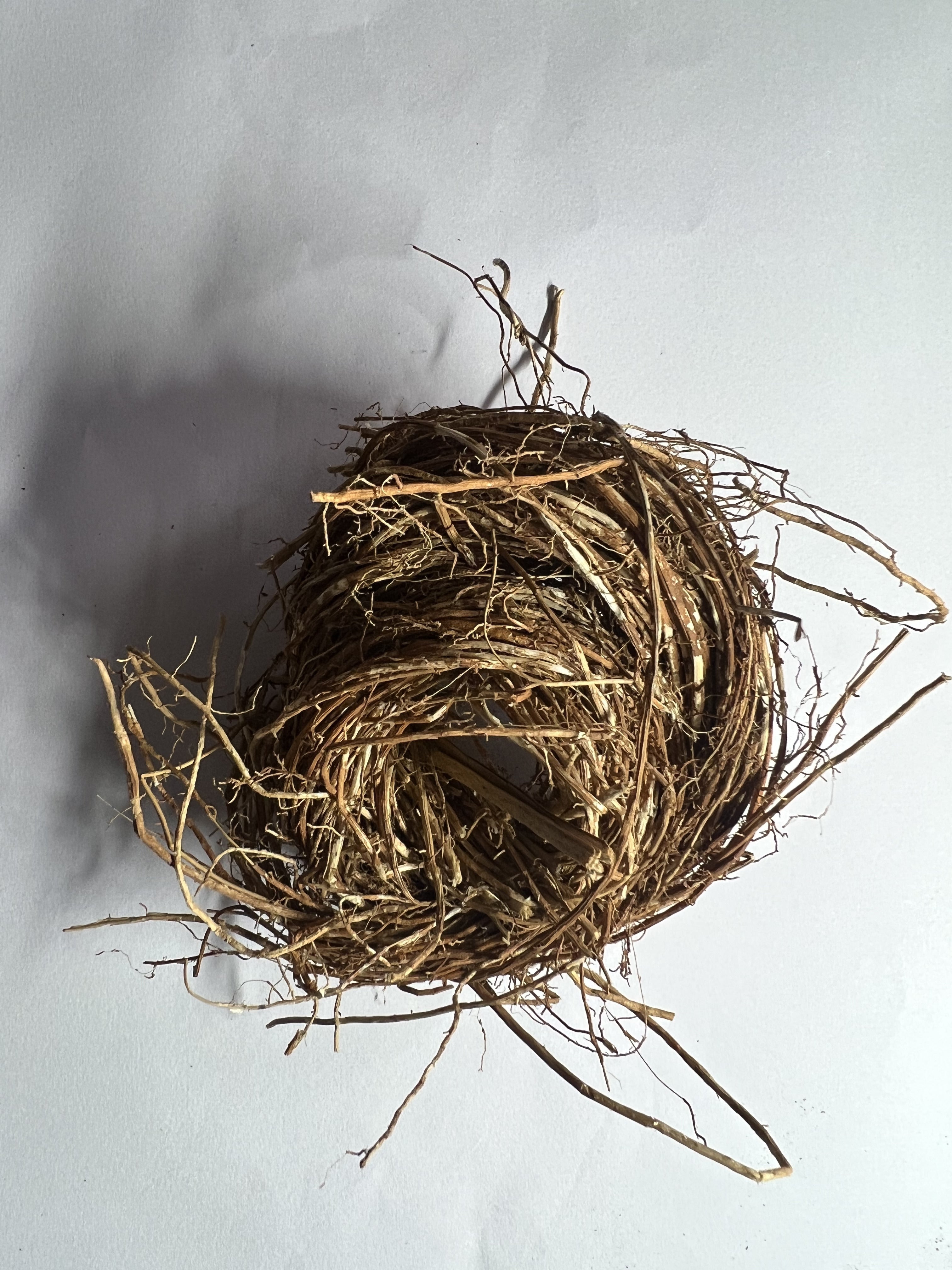 Vetiver (Chrysopogon zizanioides)